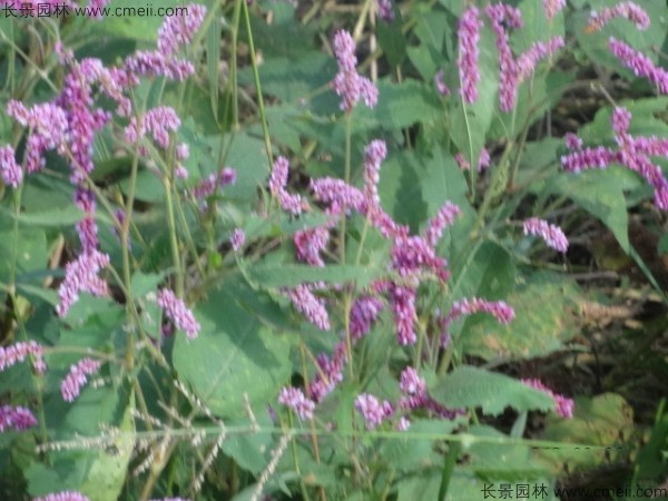 水紅花種子發(fā)芽出苗開花圖片