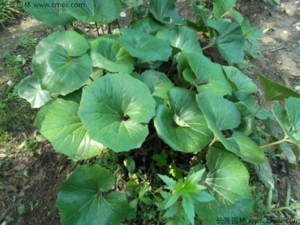 大吳風草種子發芽出苗開花圖片