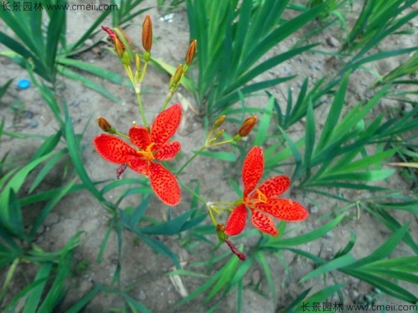 射干種子發芽出苗開花圖片