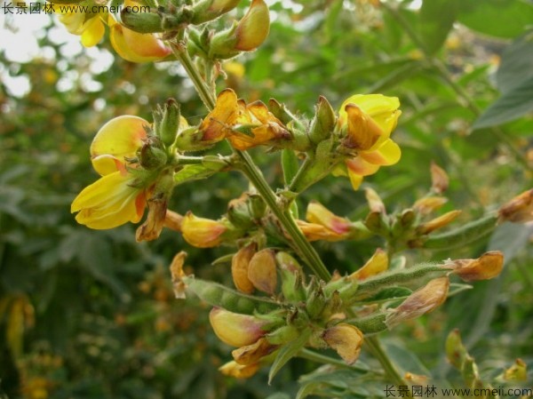 木豆種子發芽出苗開花圖片