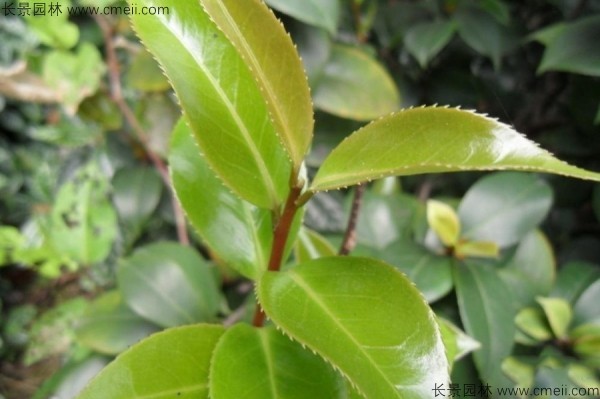 茶樹種子發芽出苗圖片