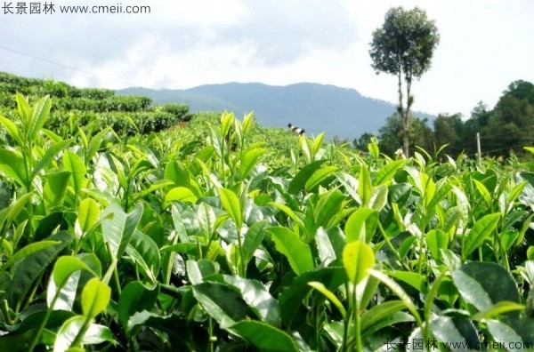 茶樹種子發芽出苗圖片