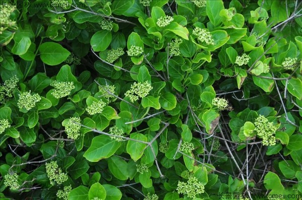 黃荊種子發(fā)芽出苗圖片