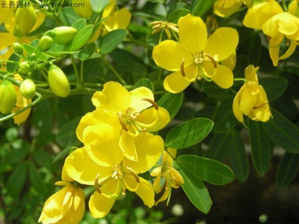 黃花槐種子發芽出苗開花圖片