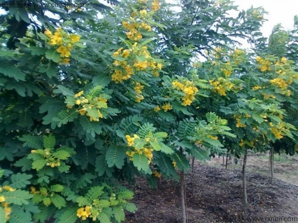 黃花槐種子發芽出苗開花圖片