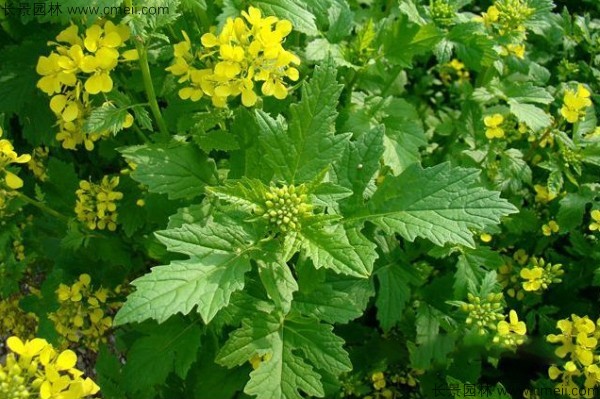 白芥子種子發芽出苗開花圖片