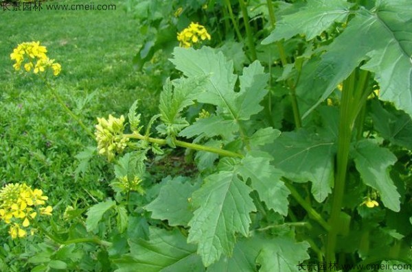 白芥子種子發芽出苗開花圖片