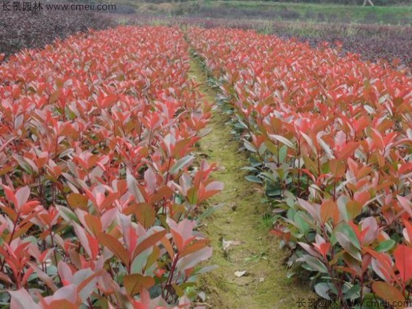 紅葉石楠種子發芽出苗圖片