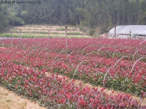 紅葉石楠種子發芽出苗圖片