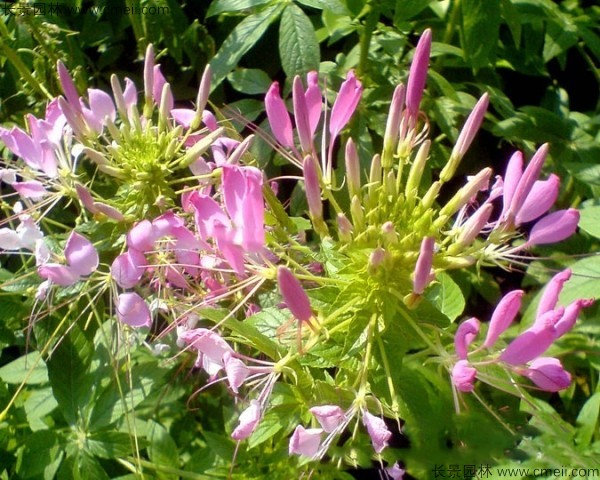 醉蝶花種子發芽出苗開花圖片