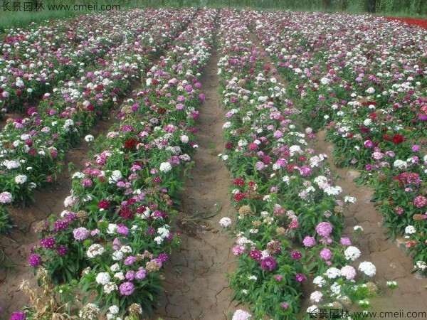 康乃馨種子發芽出苗開花圖片