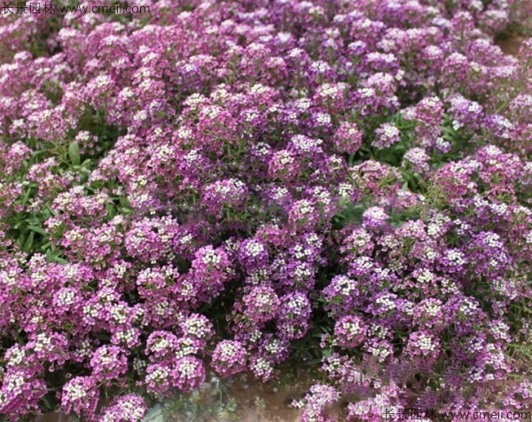 香雪球種子發芽出苗開花圖片