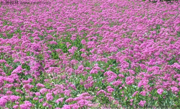 高雪輪種子發芽出苗開花圖片