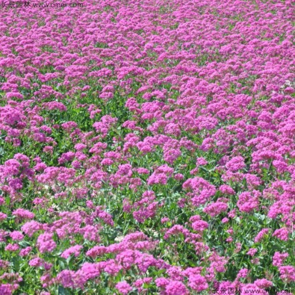 高雪輪種子發芽出苗開花圖片