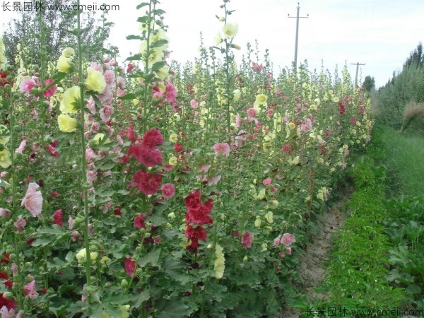 錦葵種子發芽出苗開花圖片