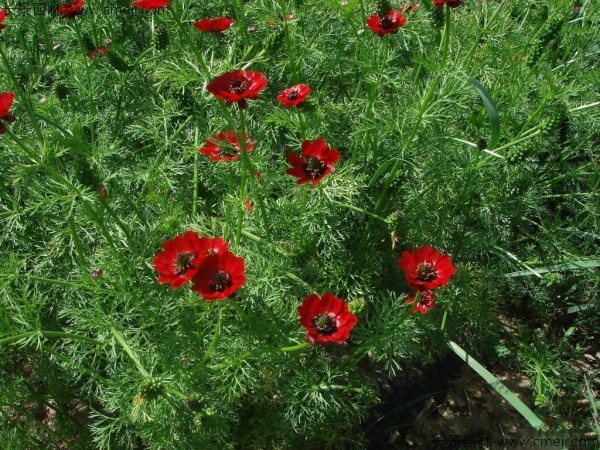 福壽花種子發芽出苗開花圖片