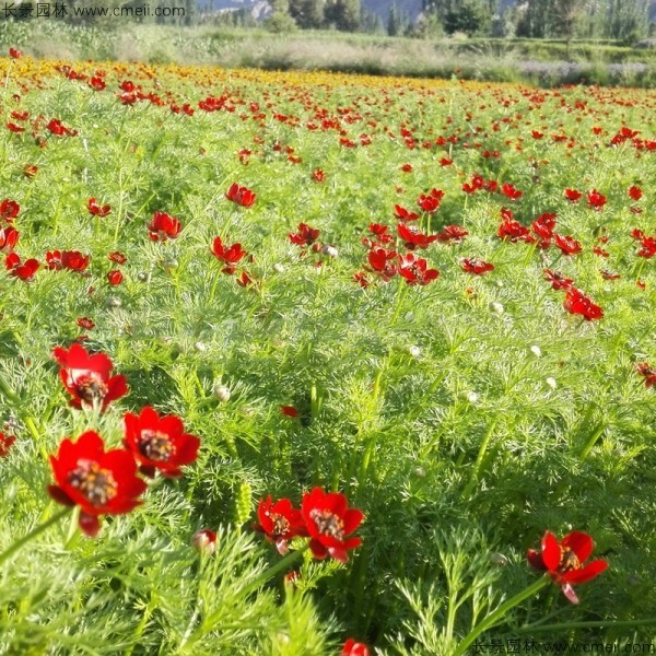 福壽花種子發芽出苗開花圖片