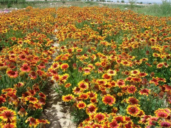 天人菊種子發芽出苗開花圖片