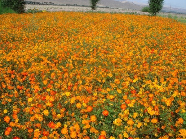 硫化菊種子發芽出苗開花圖片