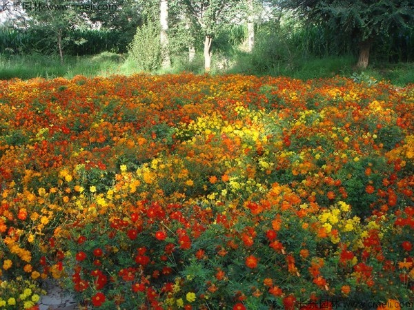 硫化菊種子發芽出苗開花圖片