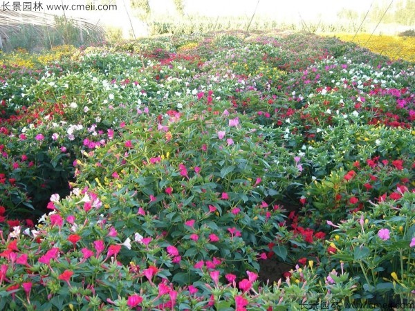 紫茉莉種子發芽出苗開花圖片