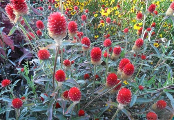 千日紅種子發芽出苗開花圖片