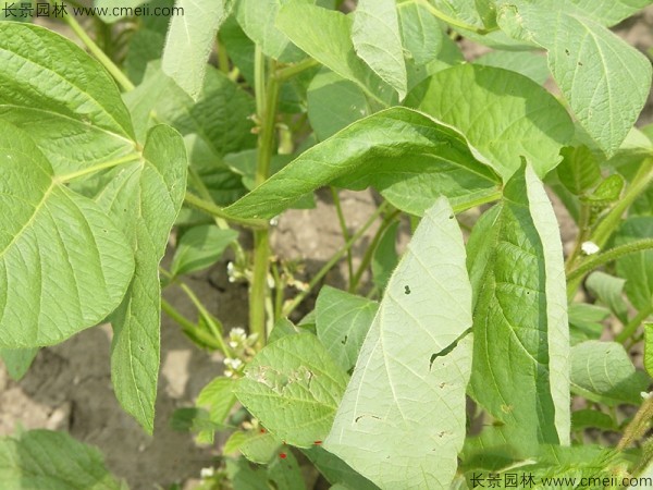 黑豆種子發芽出苗圖片