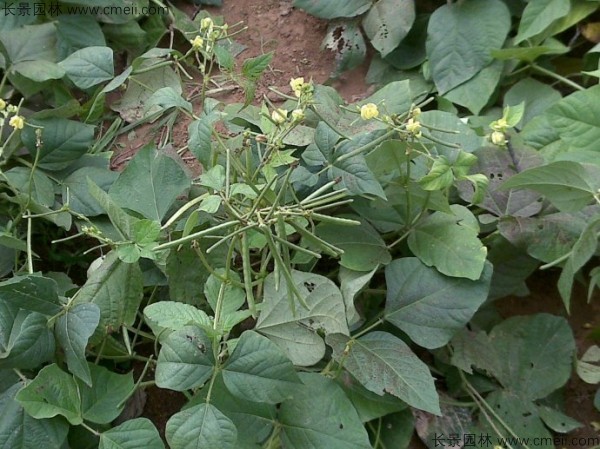 黑豆種子發芽出苗圖片