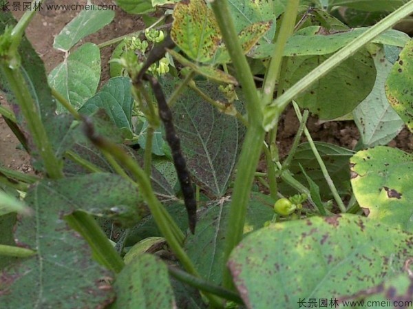 黑豆種子發芽出苗圖片