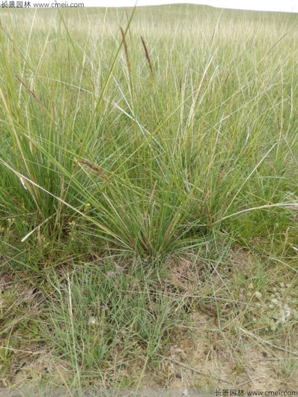 芨芨草種子發芽出苗圖片