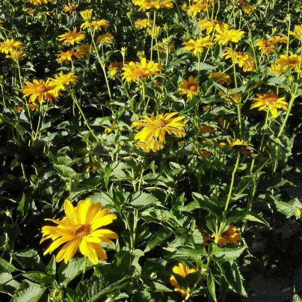 黃菊花種子發(fā)芽出苗圖片