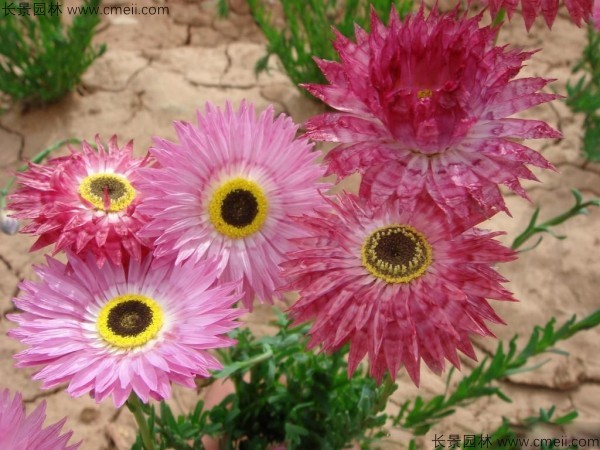 永生菊種子發芽出苗開花圖片