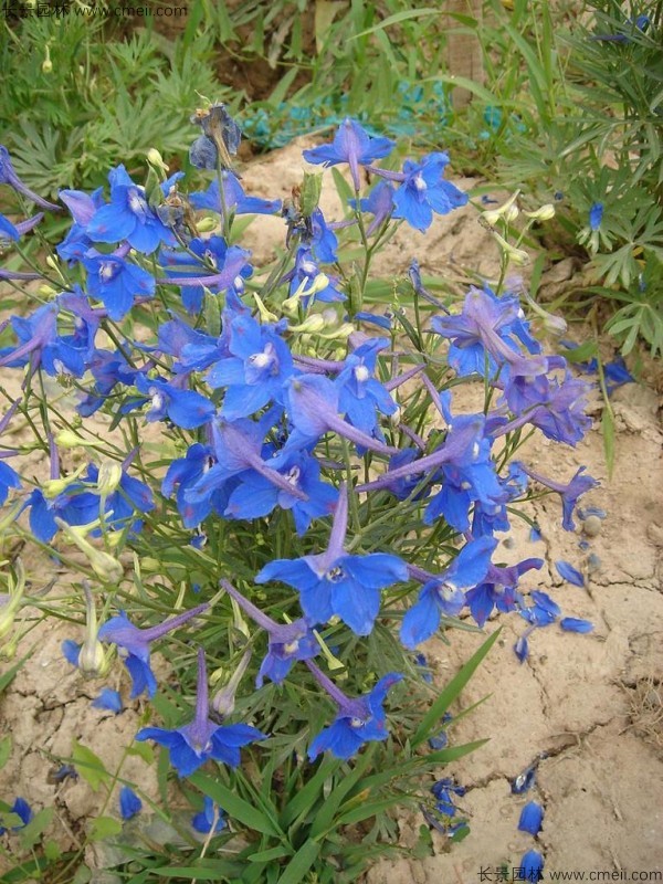 千鳥草種子發芽出苗開花圖片