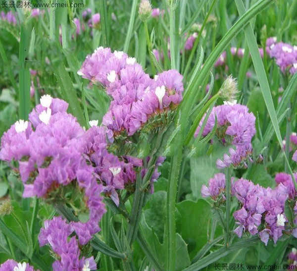 勿忘我種子發芽出苗開花圖片