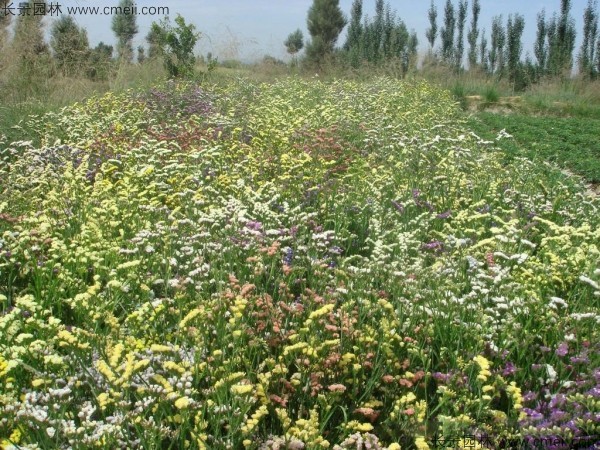 勿忘我種子發芽出苗開花圖片