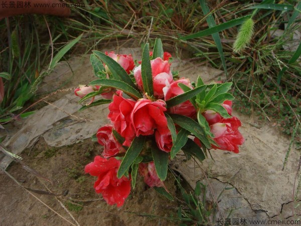 指甲花種子發芽出苗開花圖片