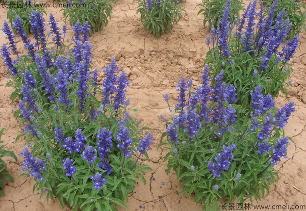 藍花鼠尾草種子發芽出苗開花圖片