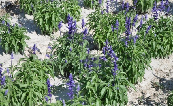 藍花鼠尾草種子發芽出苗開花圖片