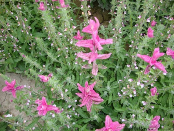 粉花鼠尾草種子發芽出苗開花圖片