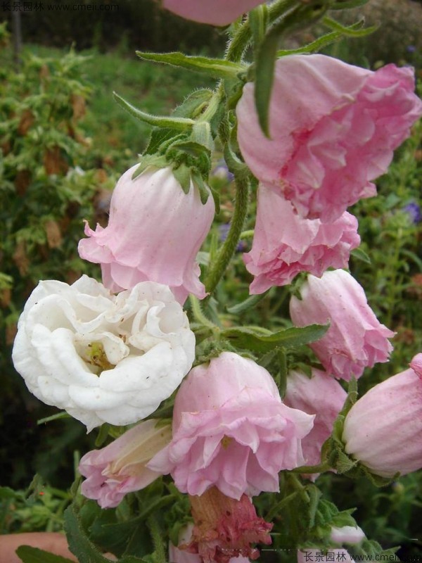 風(fēng)鈴花種子發(fā)芽出苗開花圖片