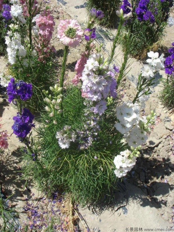 飛燕草種子發芽出苗開花圖片