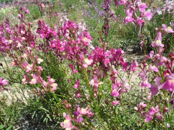 柳穿魚種子發芽出苗開花圖片