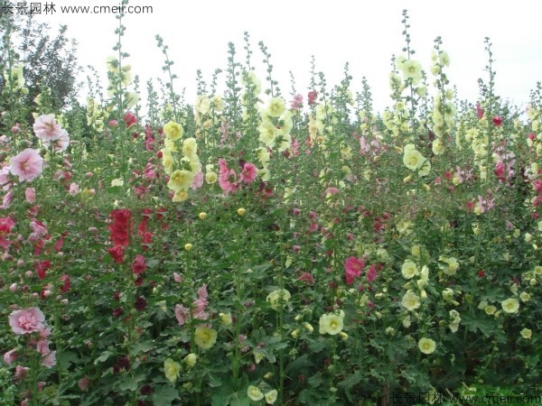 馬絡葵種子發芽出苗開花圖片