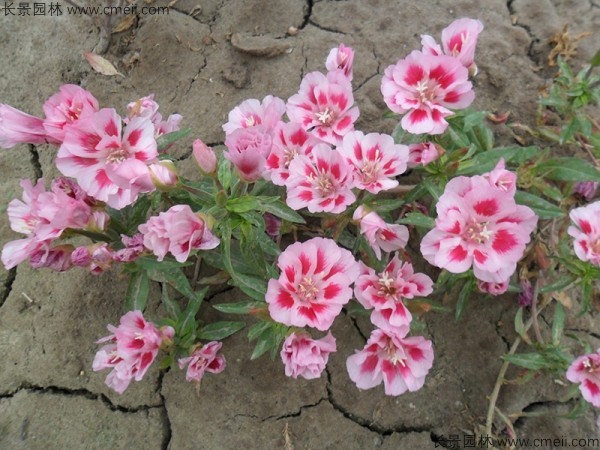 古代稀種子發芽出苗開花圖片