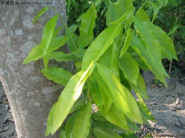 蓽澄茄種子發芽出苗圖片