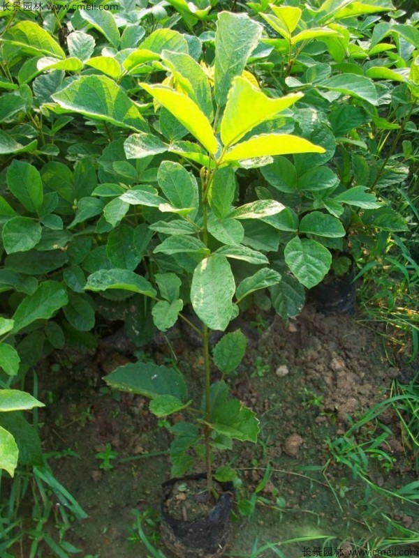 黃花風鈴木種子發芽出苗圖片