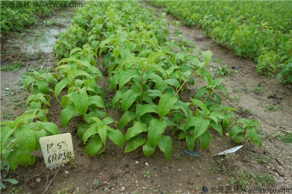 君遷子種子發芽出苗圖片