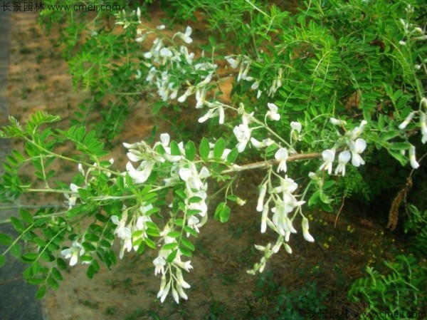 苦刺種子發芽出苗開花圖片