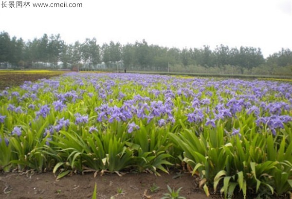 藍(lán)花鳶尾種子發(fā)芽出苗開(kāi)花圖片