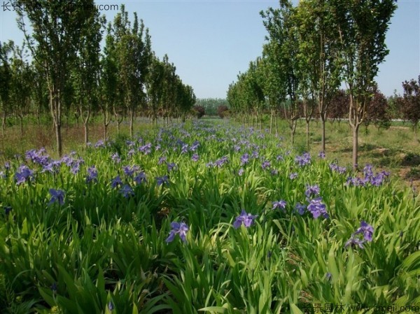 藍(lán)花鳶尾種子發(fā)芽出苗開(kāi)花圖片